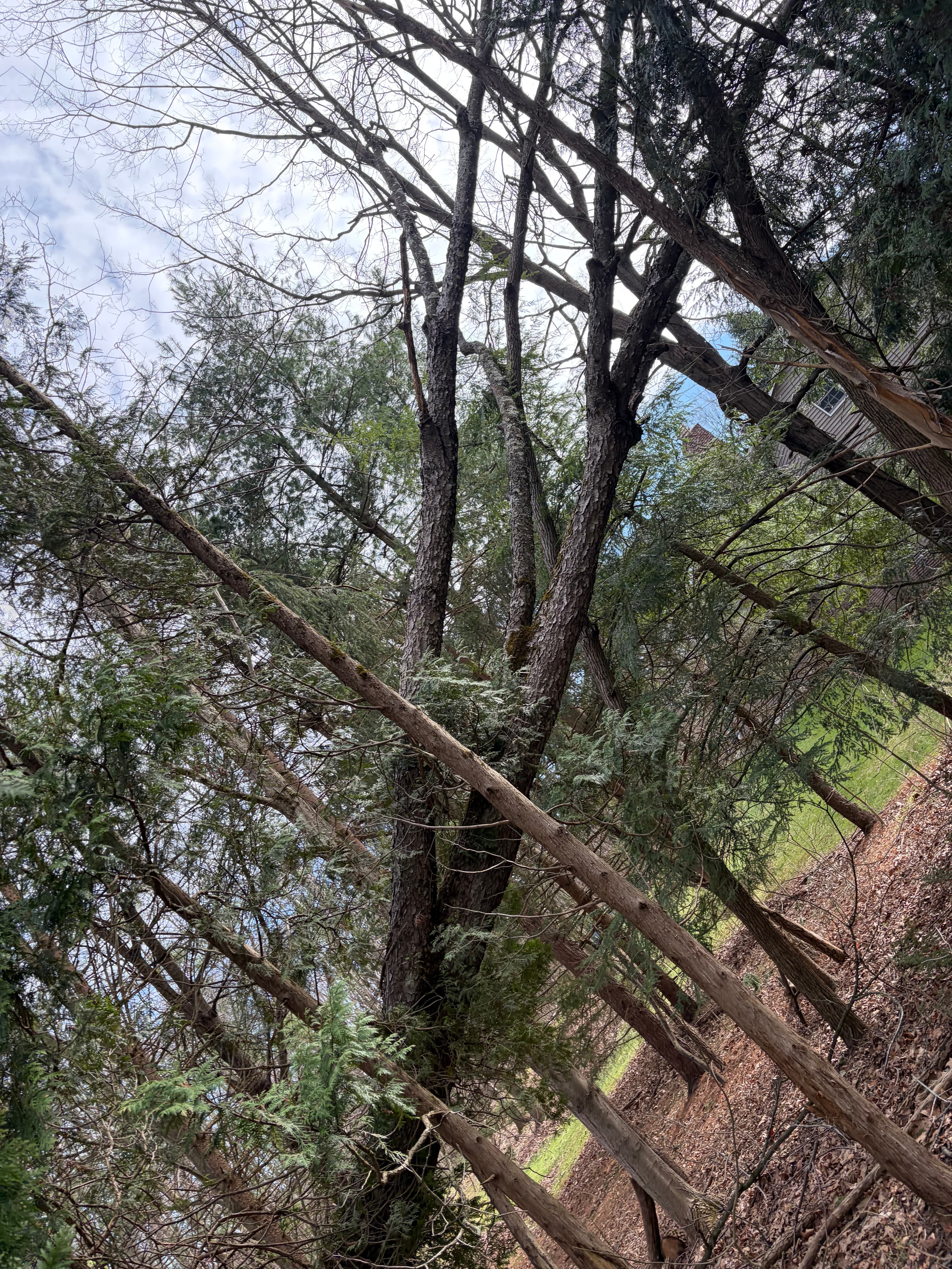 Fallen tree removal at residential property in Cleveland